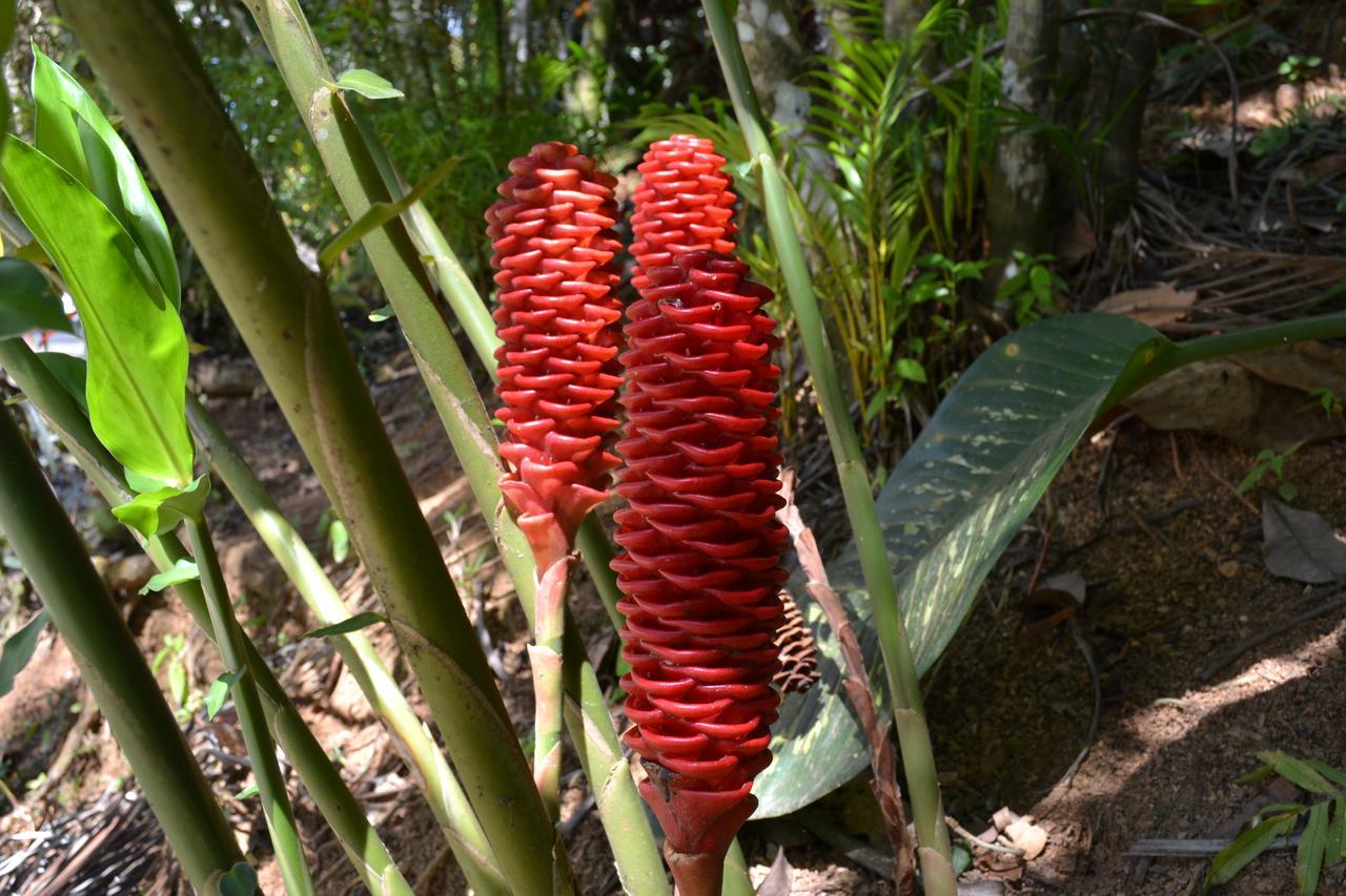 Natuga Ecolodge-Villas Dominical Baru Eksteriør bilde