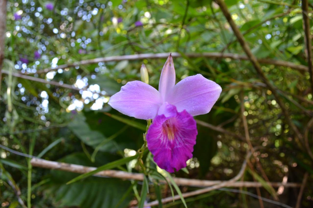 Natuga Ecolodge-Villas Dominical Baru Eksteriør bilde