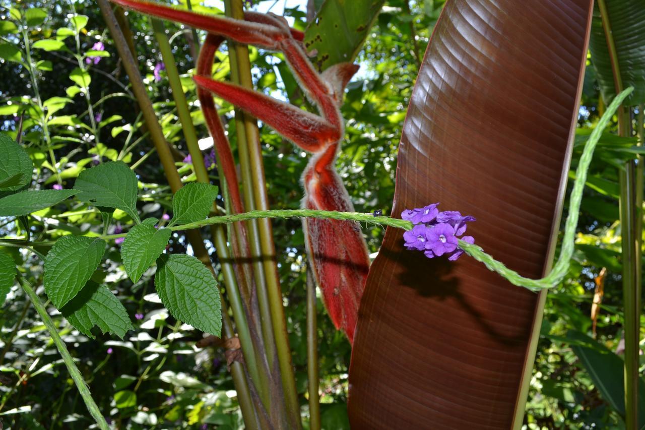 Natuga Ecolodge-Villas Dominical Baru Eksteriør bilde