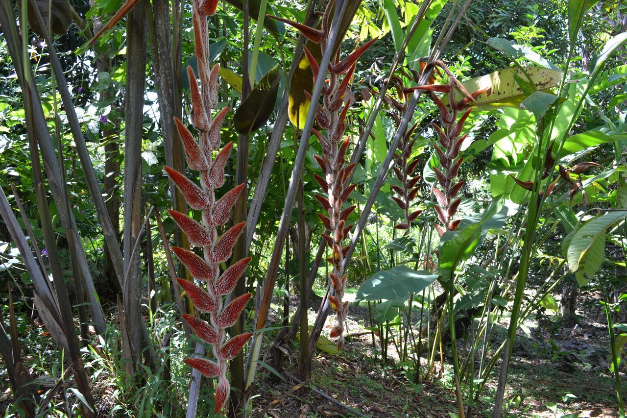 Natuga Ecolodge-Villas Dominical Baru Eksteriør bilde